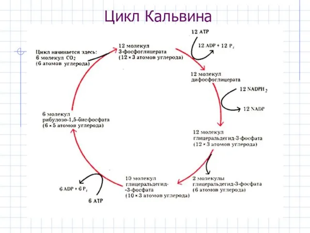 Цикл Кальвина