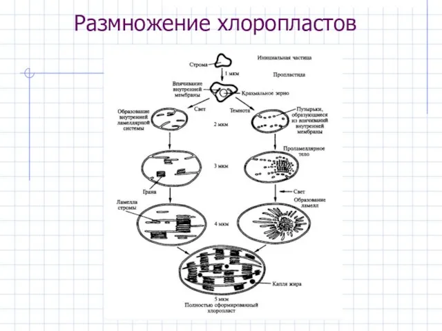 Размножение хлоропластов