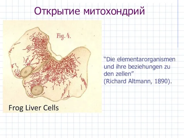 Открытие митохондрий “Die elementarorganismen und ihre beziehungen zu den zellen” (Richard Altmann, 1890).