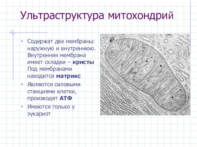 Ультраструктура митохондрий Содержат две мембраны: наружную и внутреннюю. Внутренняя мембрана имеет