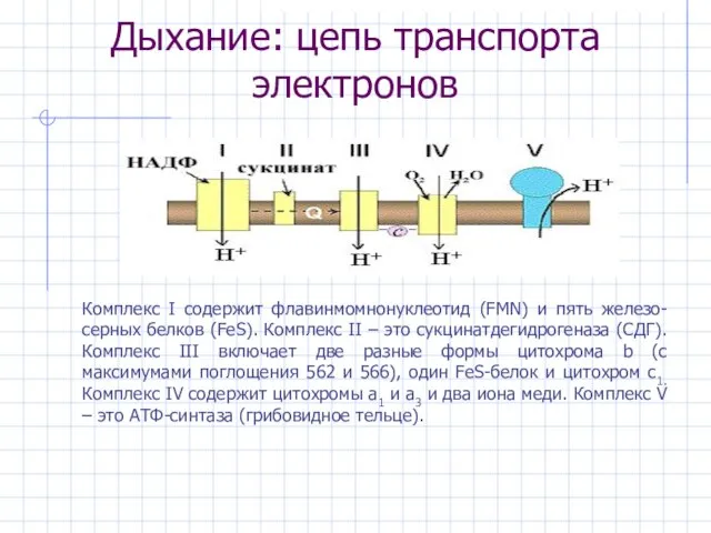 Дыхание: цепь транспорта электронов Комплекс I содержит флавинмомнонуклеотид (FMN) и пять