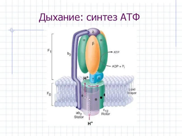 Дыхание: синтез АТФ