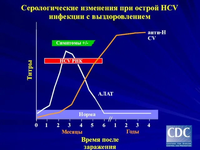 Серологические изменения при острой HCV инфекции с выздоровлением Симптомы +/- Время