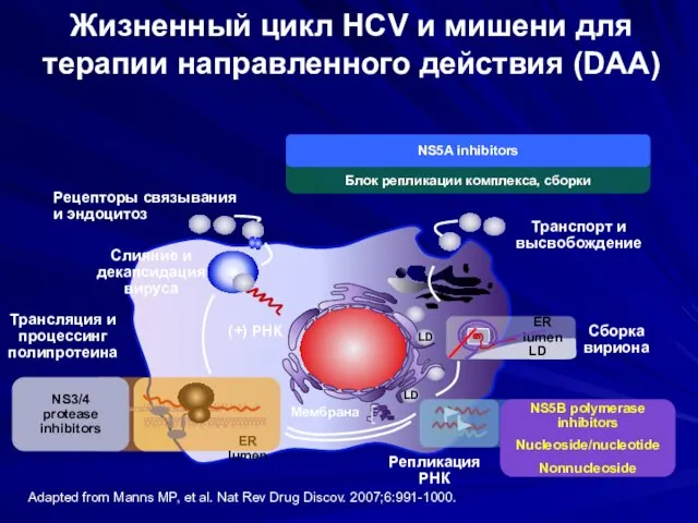 Жизненный цикл HCV и мишени для терапии направленного действия (DAA) Adapted