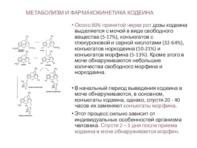 МЕТАБОЛИЗМ И ФАРМАКОКИНЕТИКА КОДЕИНА Около 80% принятой через рот дозы кодеина