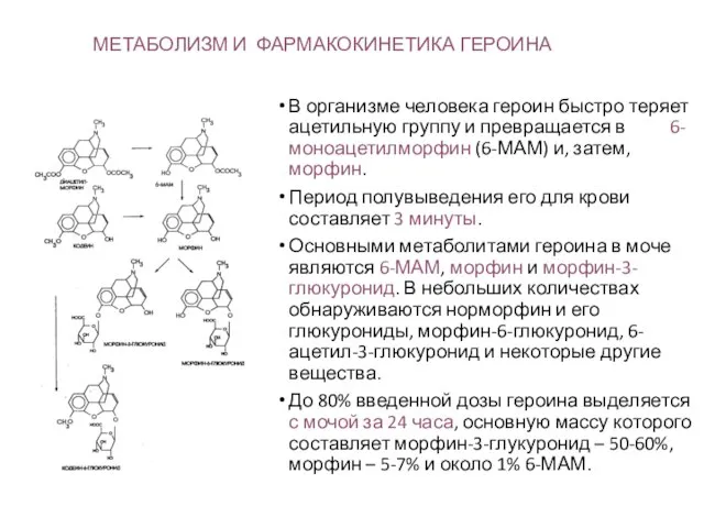 МЕТАБОЛИЗМ И ФАРМАКОКИНЕТИКА ГЕРОИНА В организме человека героин быстро теряет ацетильную