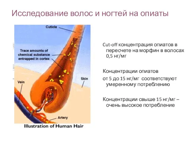 Исследование волос и ногтей на опиаты Cut-off концентрация опиатов в пересчете