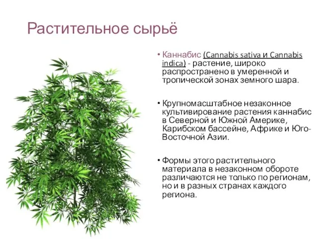 Растительное сырьё Каннабис (Cannabis sativa и Cannabis indica) - растение, широко