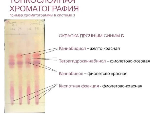 ТОНКОСЛОЙНАЯ ХРОМАТОГРАФИЯ пример хроматограммы в системе 3 ОКРАСКА ПРОЧНЫМ СИНИМ Б