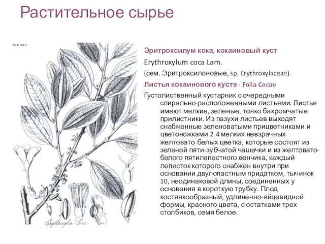 Растительное сырье Эритроксилум кока, кокаиновый куст Erythroxylum coca Lam. (сем. Эритроксилоновые,