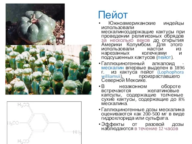 Пейот Южноамериканские индейцы использовали мескалинсодержащие кактусы при проведении религиозных обрядов за