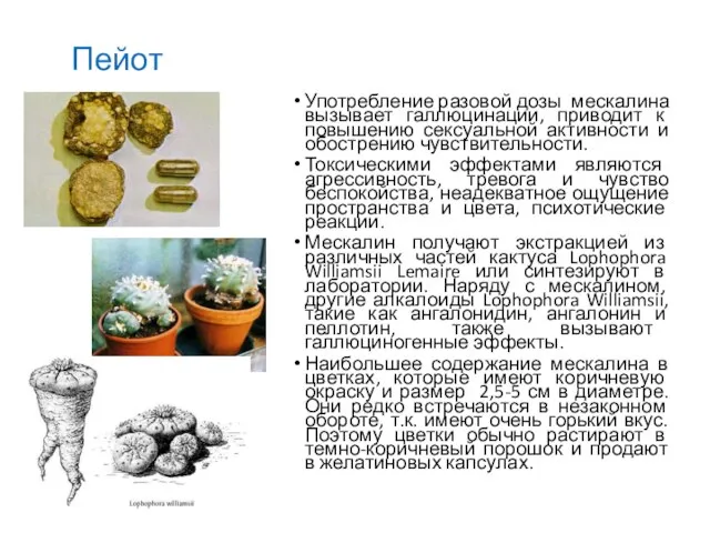 Пейот Употребление разовой дозы мескалина вызывает галлюцинации, приводит к повышению сексуальной