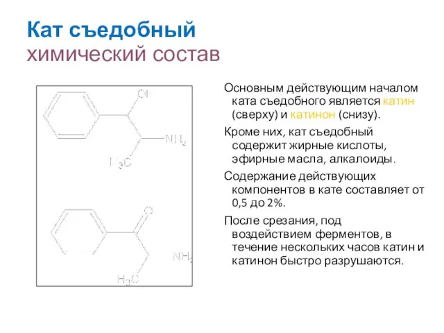 Кат съедобный химический состав Основным действующим началом ката съедобного является катин