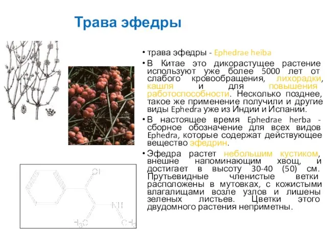 Трава эфедры трава эфедры - Ephedrae heiba В Китае это дикорастущее