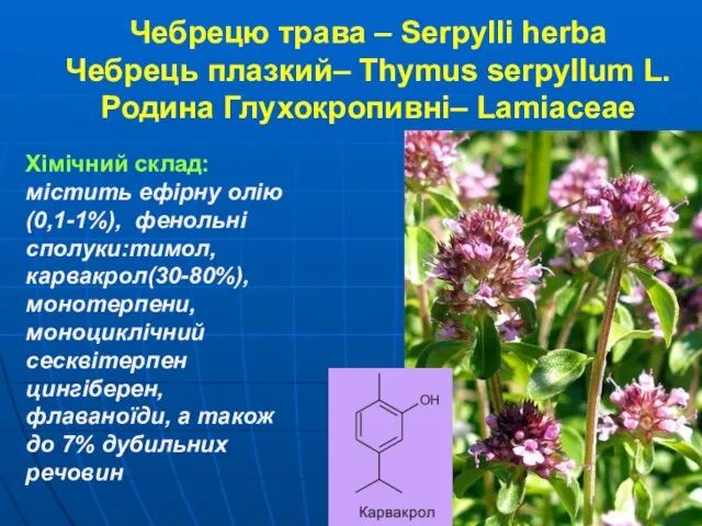 Чебрецю трава – Serpylli herba Чебрець плазкий– Thymus serpyllum L. Родина