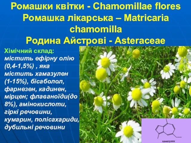 Ромашки квітки - Chamomillae flores Ромашка лікарська – Matricaria chamomilla Родина