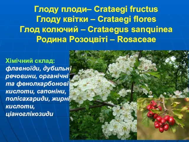 Глоду плоди– Crataegi fructus Глоду квітки – Crataegi flores Глод колючий