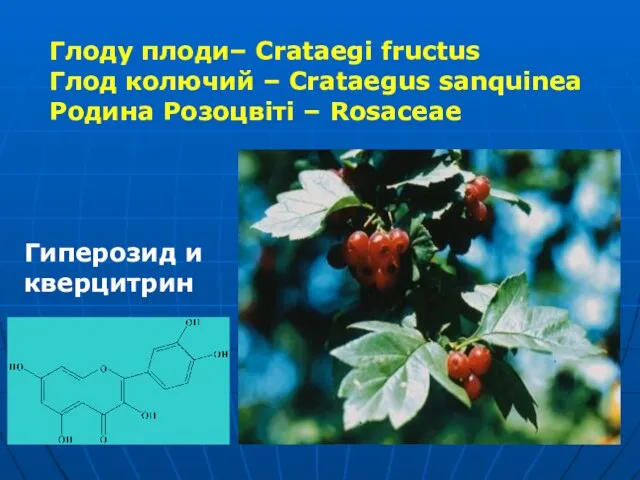 Гиперозид и кверцитрин Глоду плоди– Crataegi fructus Глод колючий – Crataegus sanquinea Родина Розоцвіті – Rosaceae