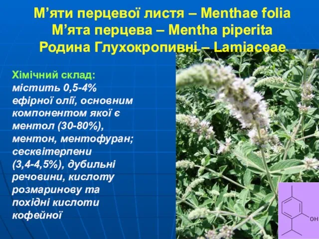 М’яти перцевої листя – Menthae folia М’ята перцева – Mentha piperita