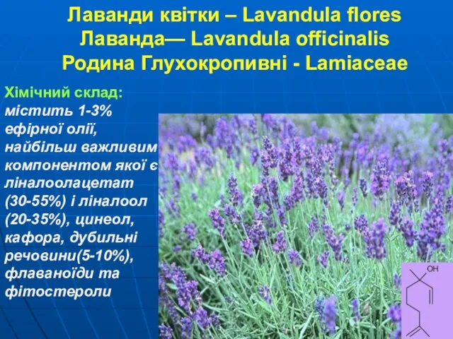 Лаванди квітки – Lavandula flores Лаванда— Lavandula officinalis Родина Глухокропивні -