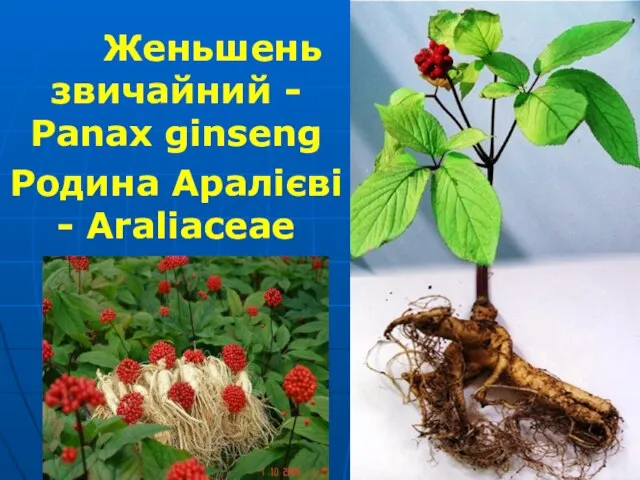 Женьшень звичайний - Panax ginseng Родина Аралієві - Araliaceae