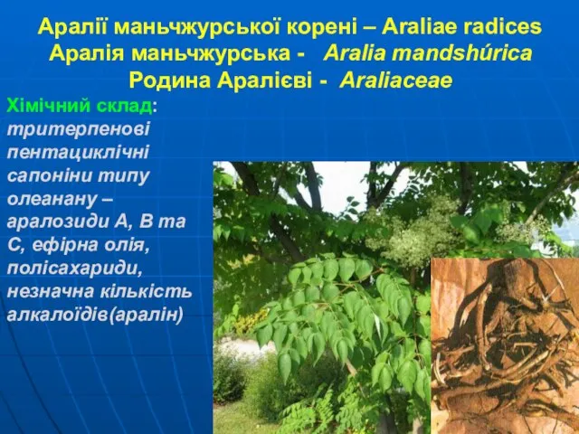 Аралії маньчжурської корені – Araliae radices Аралія маньчжурська - Aralia mandshúrica