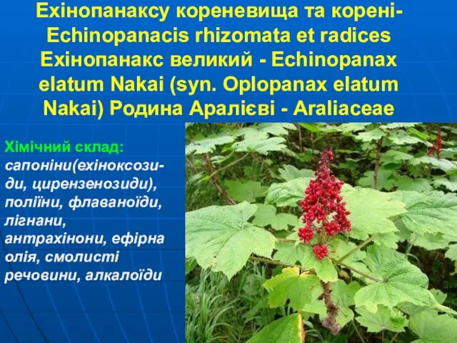 Ехінопанаксу кореневища та корені- Echinopanaсis rhizomata et radices Ехінопанакс великий -