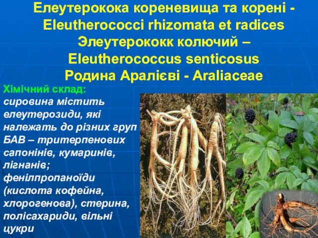Елеутерокока кореневища та корені - Eleutherococci rhizomata et radices Элеутерококк колючий