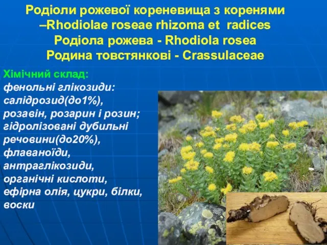 Родіоли рожевої кореневища з коренями –Rhodiolae roseae rhizoma et radices Родіола