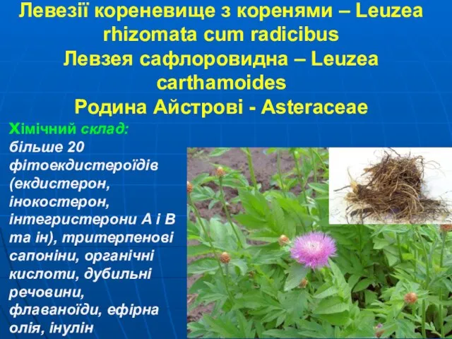 Левезії кореневище з коренями – Leuzea rhizomata cum radicibus Левзея сафлоровидна