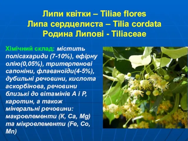 Липи квітки – Tiliae flores Липа сердцелиста – Tilia cordata Родина