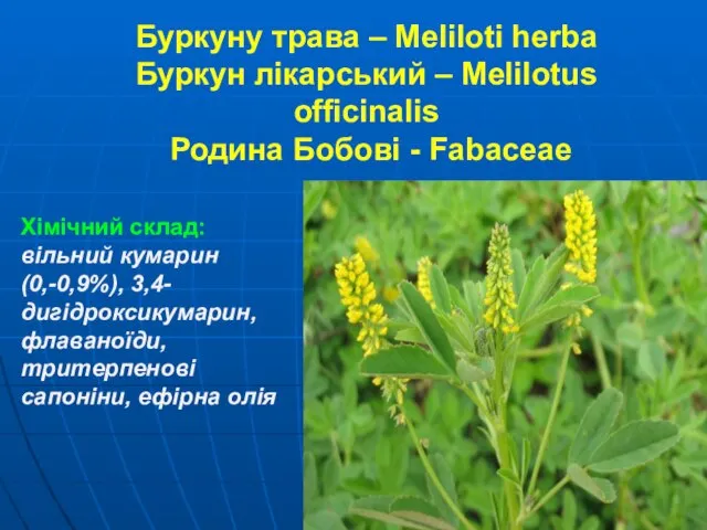 Буркуну трава – Meliloti herba Буркун лікарський – Melilotus officinalis Родина