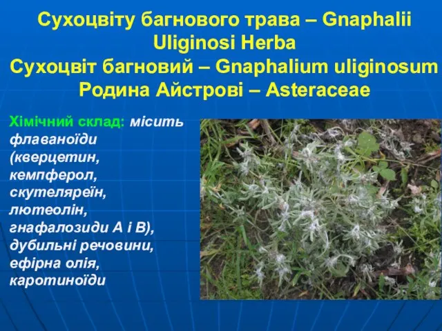 Сухоцвіту багнового трава – Gnaphalii Uliginosi Herba Сухоцвіт багновий – Gnaphalium