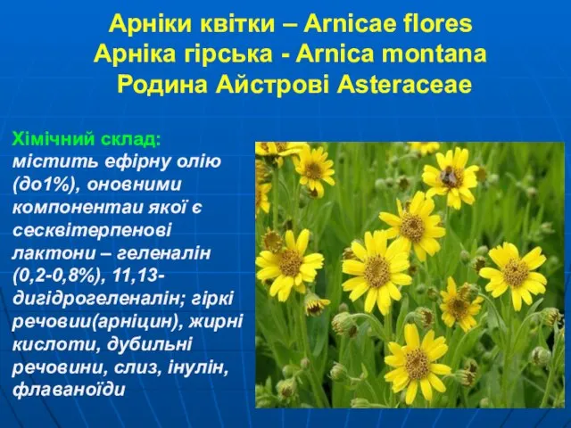 Арніки квітки – Arnicae flores Арніка гірська - Arnica montana Родина