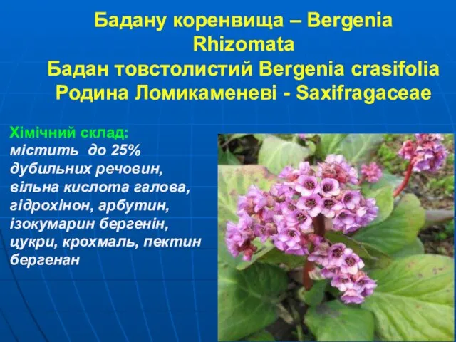 Бадану коренвища – Bergenia Rhizomata Бадан товстолистий Bergenia crasifolia Родина Ломикаменеві