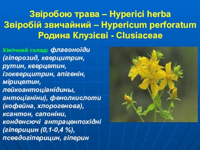 Звіробою трава – Hyperici herba Звіробій звичайний – Hypericum perforatum Родина