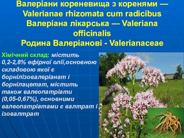 Валеріани кореневища з коренями — Valerianae rhizomata cum radicibus Валеріана лікарська