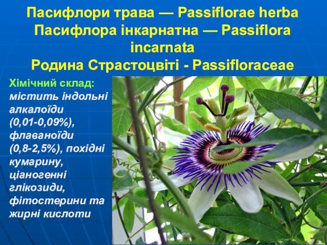 Пасифлори трава — Passiflorae herba Пасифлора інкарнатна — Passiflora incarnata Родина