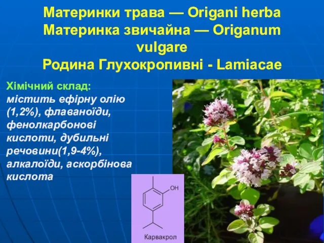 Материнки трава — Origani herba Материнка звичайна — Origanum vulgare Родина