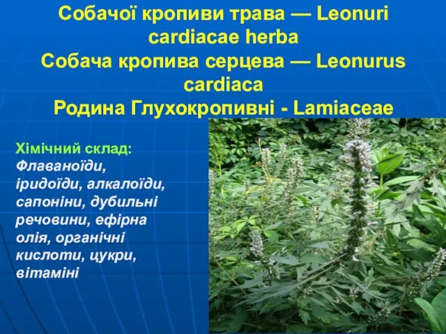 Собачої кропиви трава — Leonuri cardiacae herba Собача кропива серцева —