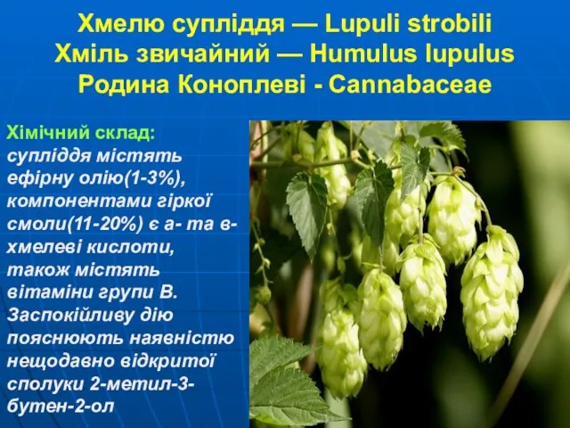 Хмелю супліддя — Lupuli strobili Хміль звичайний — Humulus lupulus Родина