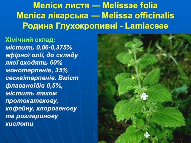 Меліси листя — Melissae folia Меліса лікарська — Melissa officinalis Родина