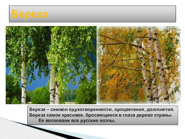 Береза Береза – символ одухотворенности, процветания, долголетия. Береза самое красивое, бросающееся