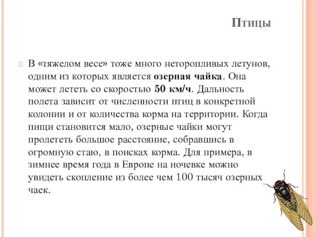 Птицы В «тяжелом весе» тоже много неторопливых летунов, одним из которых