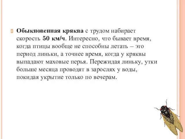 Обыкновенная кряква с трудом набирает скорость 50 км/ч. Интересно, что бывает