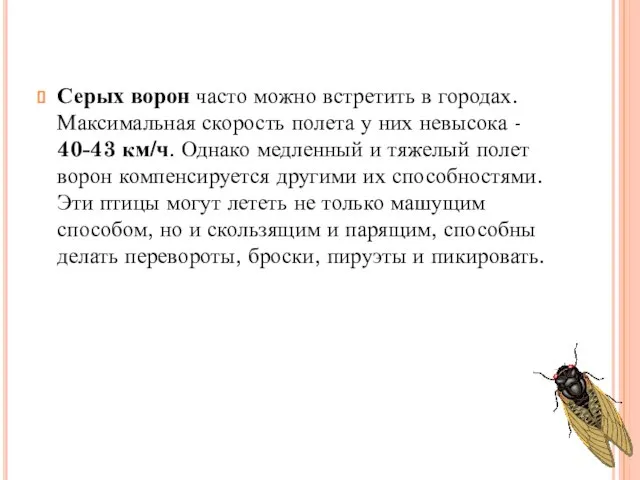 Серых ворон часто можно встретить в городах. Максимальная скорость полета у