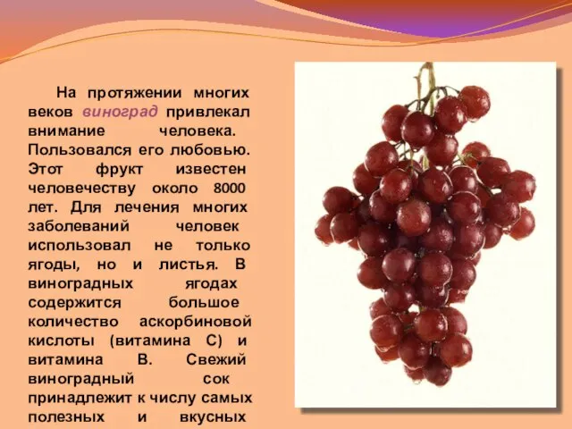 На протяжении многих веков виноград привлекал внимание человека. Пользовался его любовью.