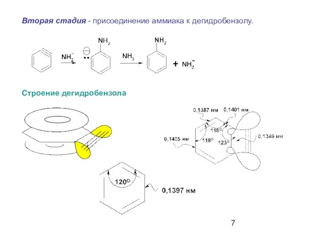 Вторая стадия - присоединение аммиака к дегидробензолу. Строение дегидробензола