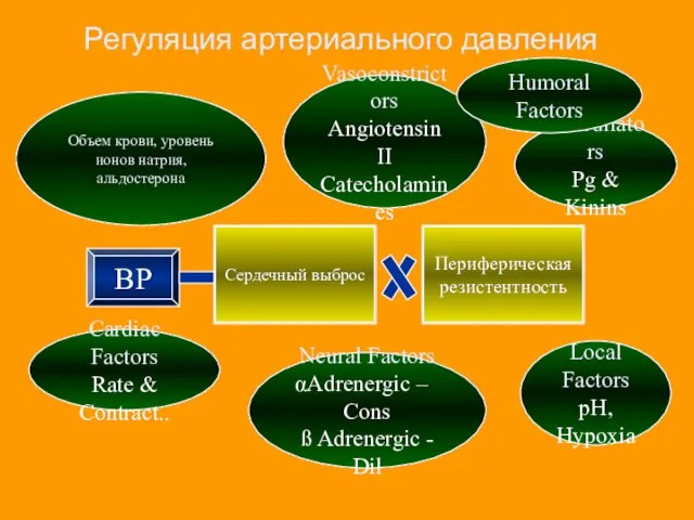 Регуляция артериального давления