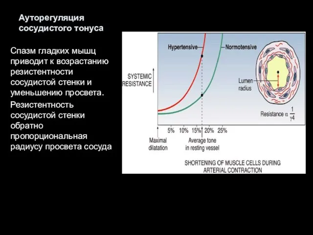 Ауторегуляция сосудистого тонуса Спазм гладких мышц приводит к возрастанию резистентности сосудистой